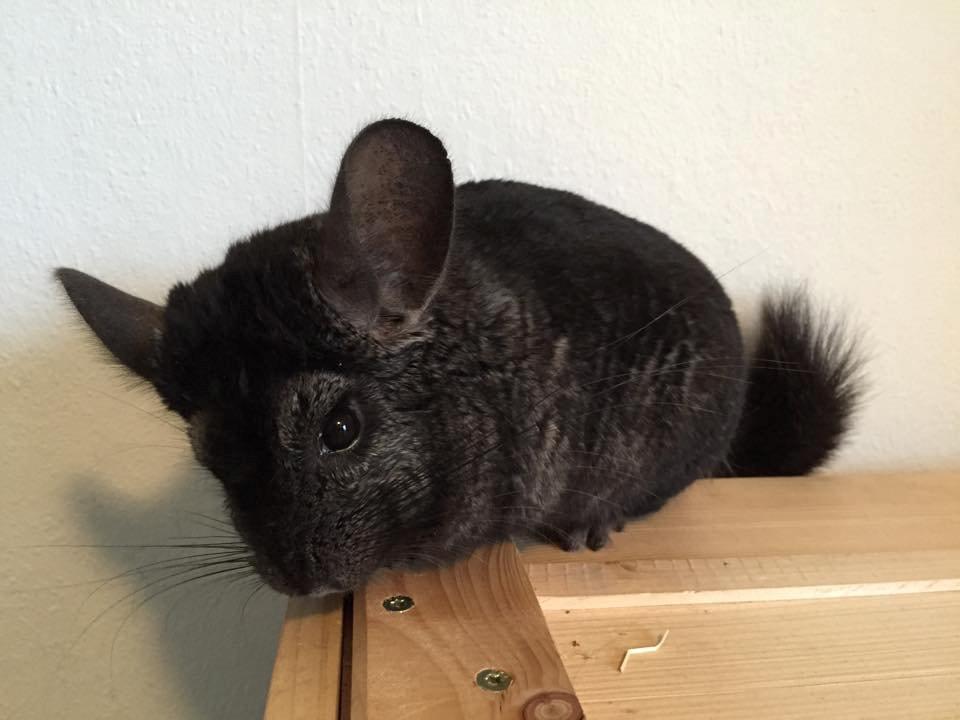 Chinchilla Chilimus Elvis (Hubert) billede 3