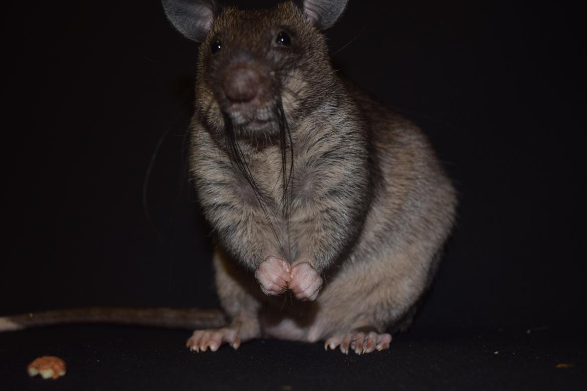 Tamrotte (GAMBIANSK KÆMPEROTTE) Higgels Bigotes billede 17