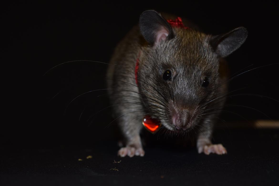 Tamrotte (GAMBIANSK KÆMPEROTTE) Higgels Bigotes billede 18