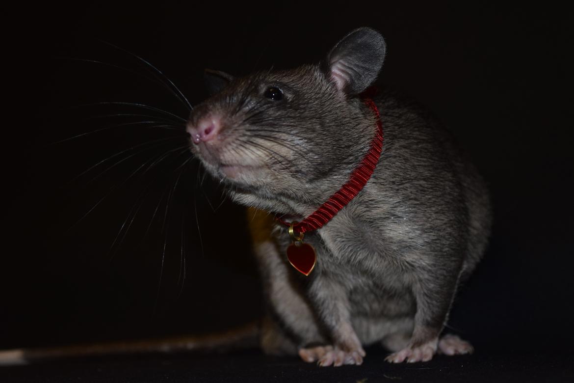 Tamrotte (GAMBIANSK KÆMPEROTTE) Higgels Bigotes billede 6