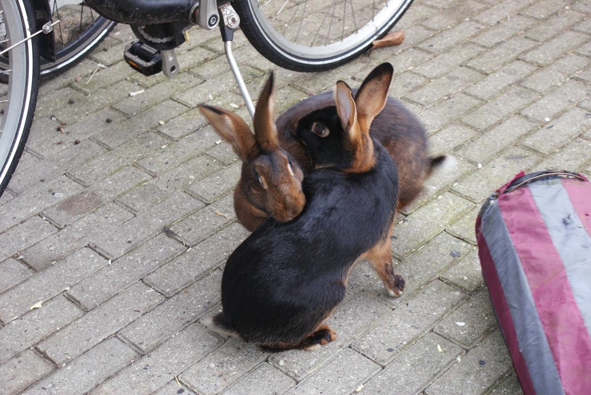 Kanin Eugene billede 8