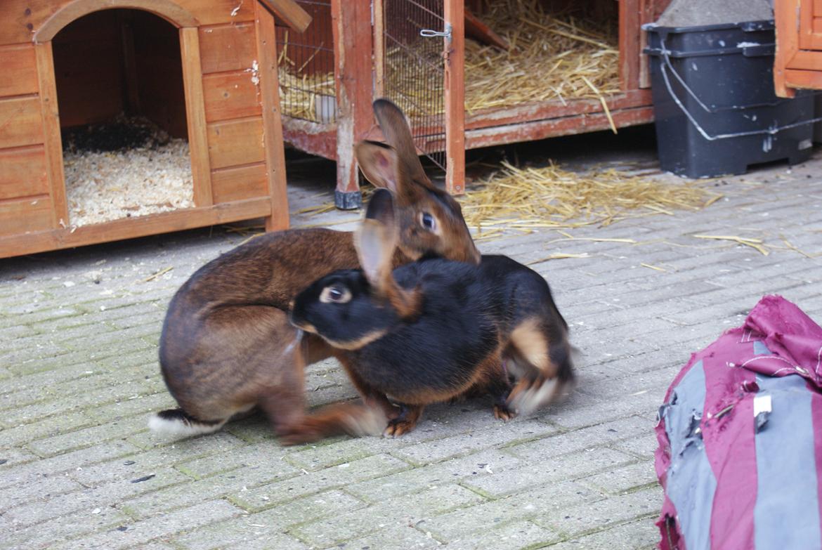 Kanin Eugene billede 12
