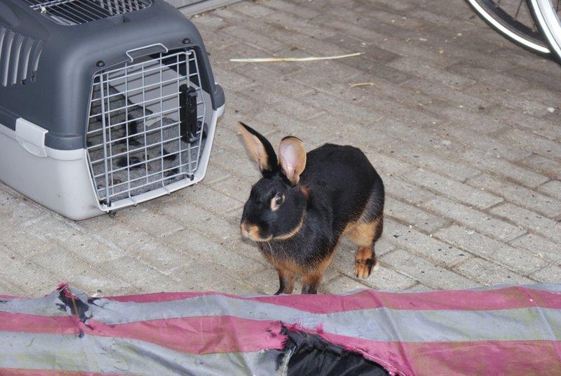 Kanin Eugene billede 11