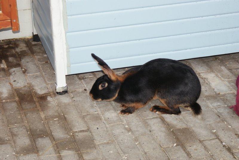 Kanin Eugene billede 31