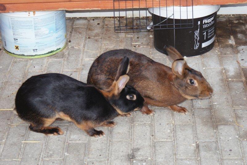 Kanin Eugene billede 13