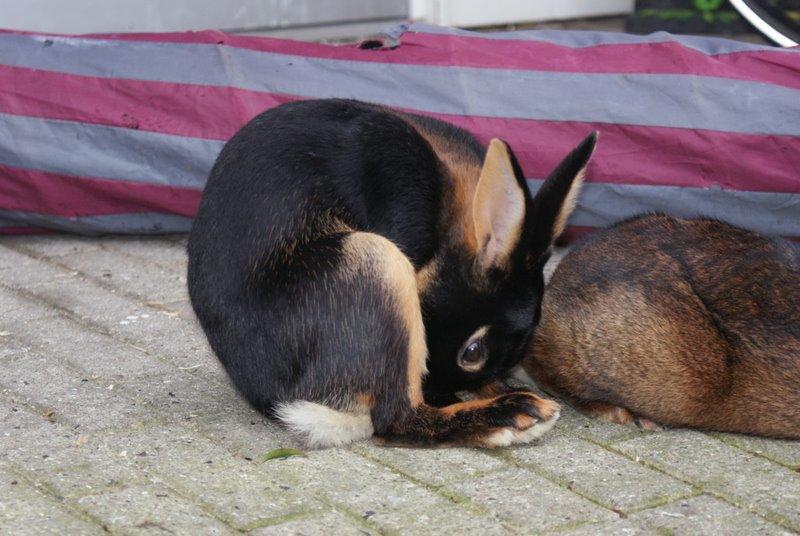 Kanin Eugene billede 14