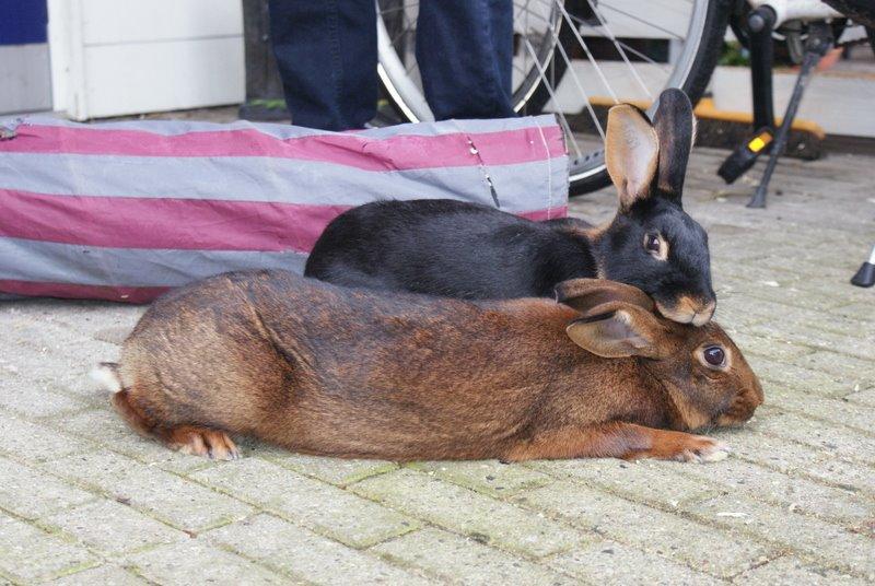 Kanin Eugene billede 7