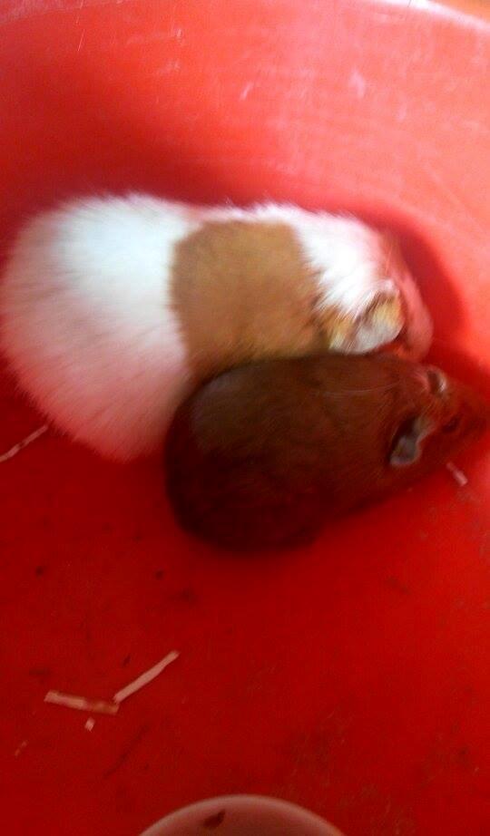 Marsvin Caro DingleHopper billede 33