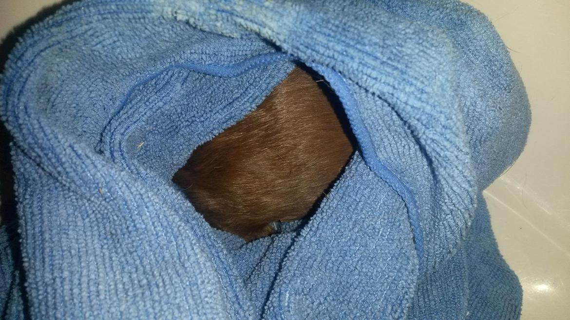 Marsvin Caro DingleHopper billede 37