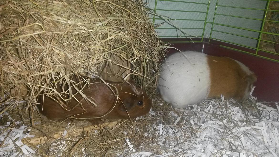 Marsvin Caro DingleHopper billede 34