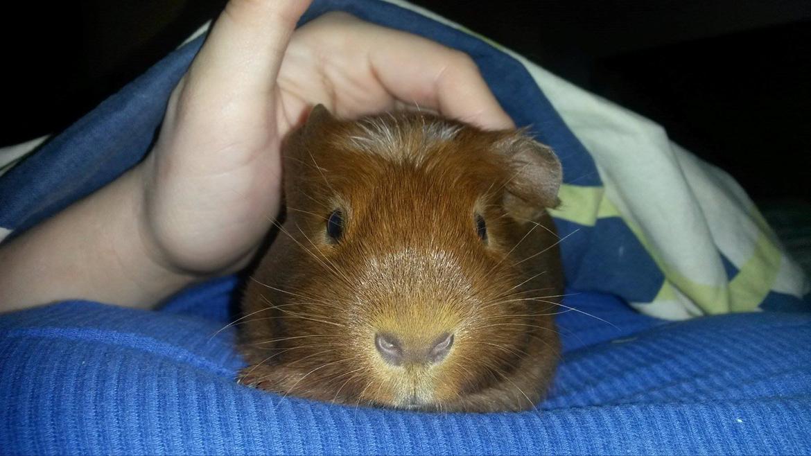 Marsvin Caro DingleHopper billede 8