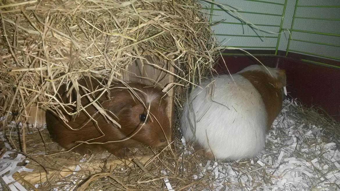 Marsvin Caro DingleHopper billede 35