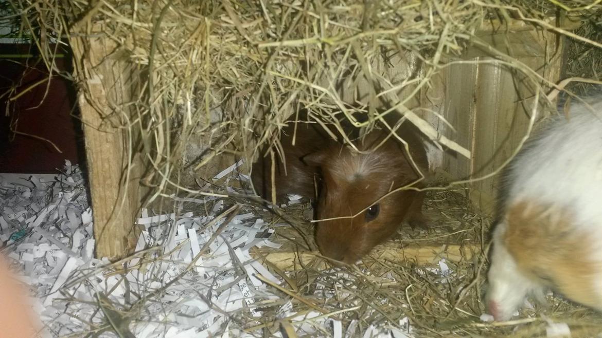 Marsvin Caro DingleHopper billede 36