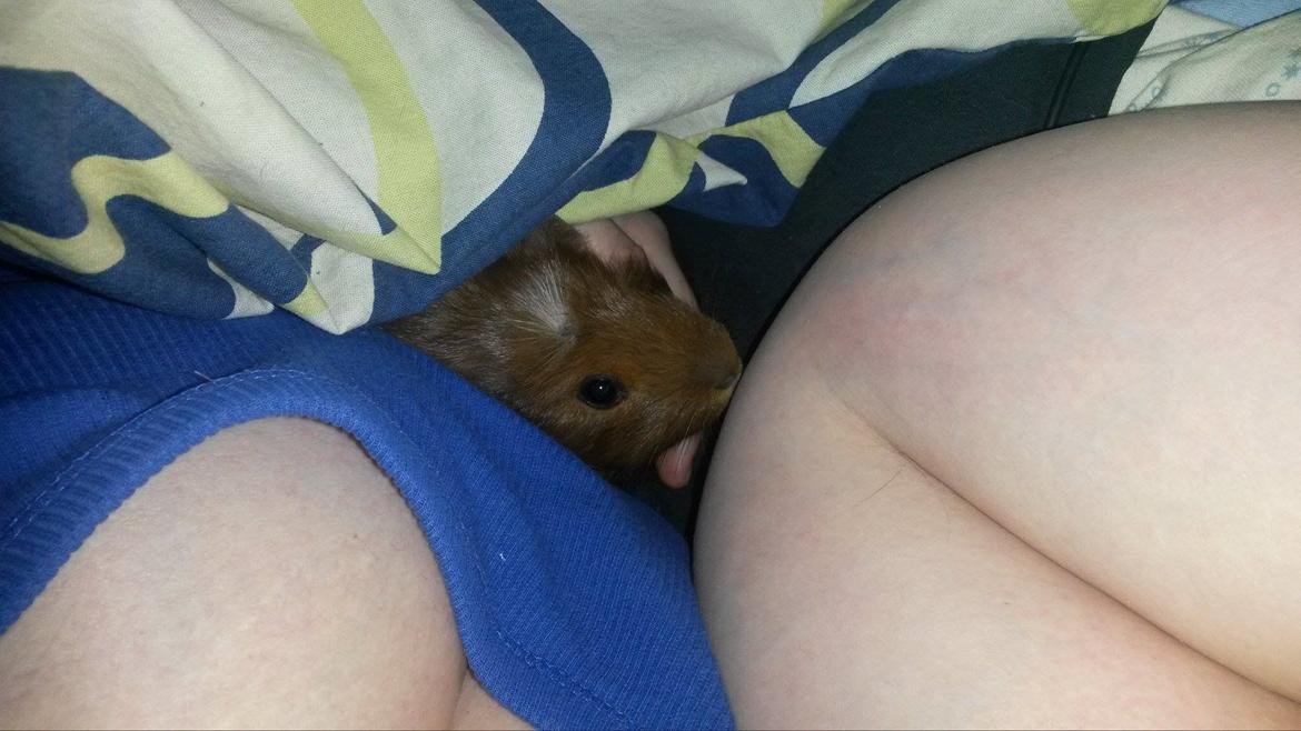 Marsvin Caro DingleHopper billede 28