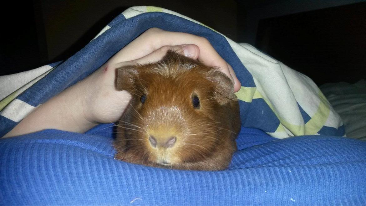 Marsvin Caro DingleHopper billede 21