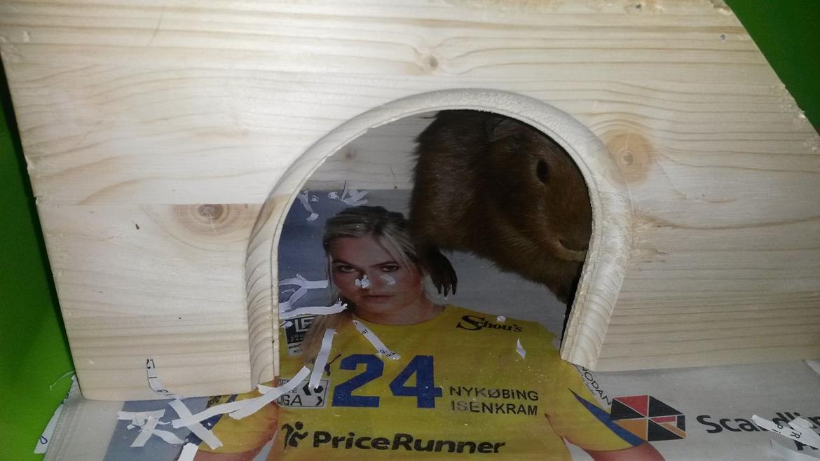 Marsvin Caro DingleHopper billede 38