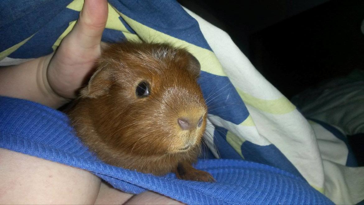 Marsvin Caro DingleHopper billede 19