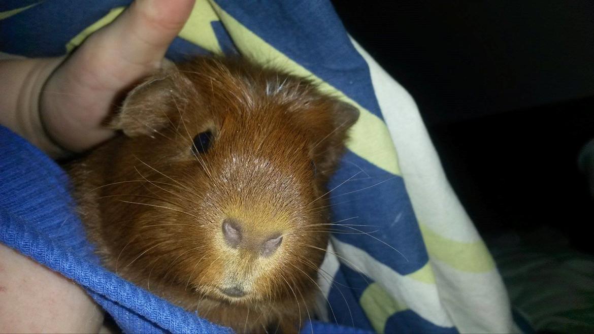 Marsvin Caro DingleHopper billede 22