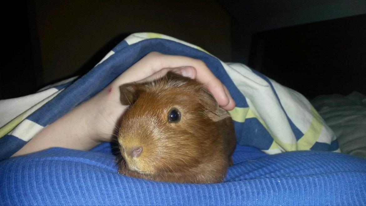 Marsvin Caro DingleHopper billede 20