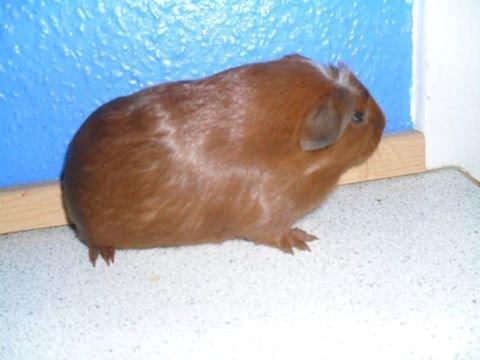 Marsvin Caro DingleHopper billede 44