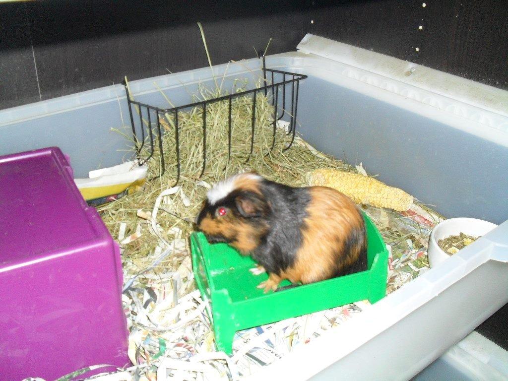 Marsvin The Minnow billede 17