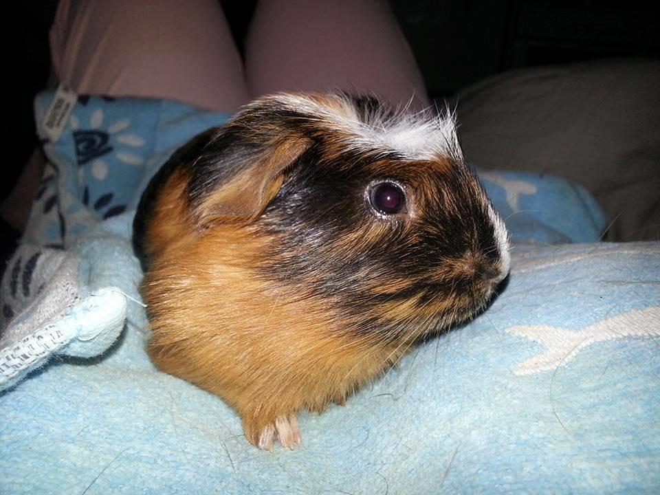 Marsvin The Minnow billede 16