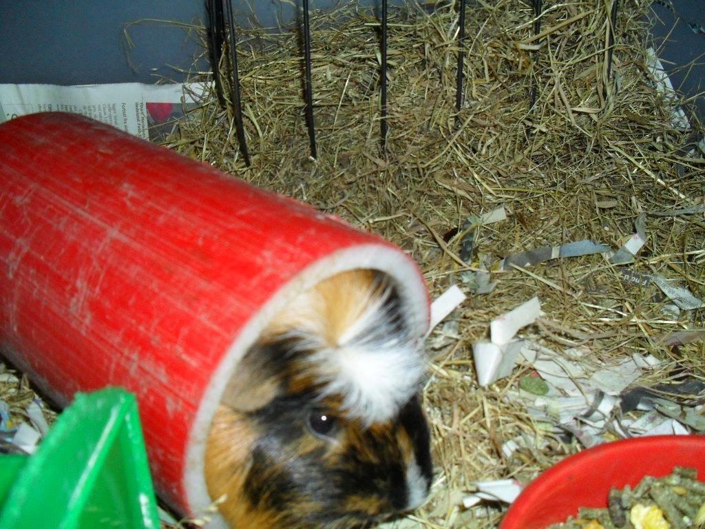 Marsvin The Minnow billede 18