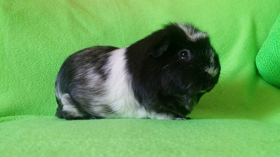 Marsvin Teddy billede 1