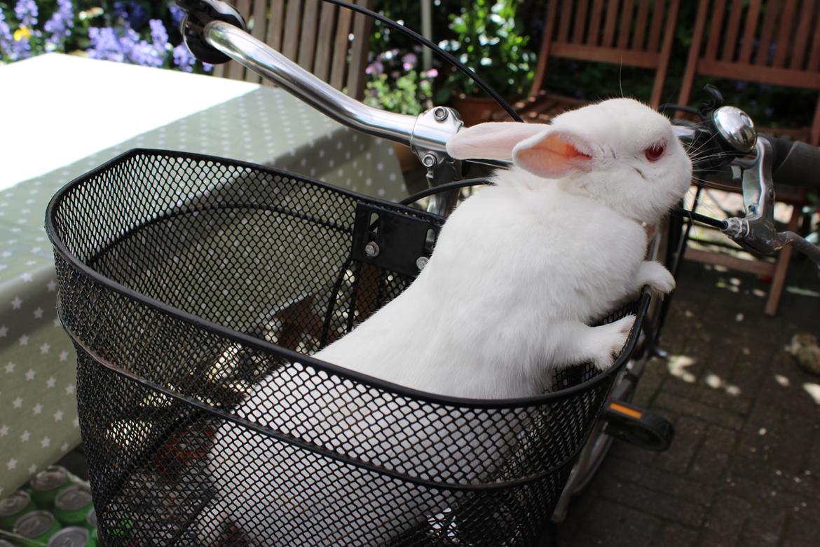 Kanin Snowie billede 1