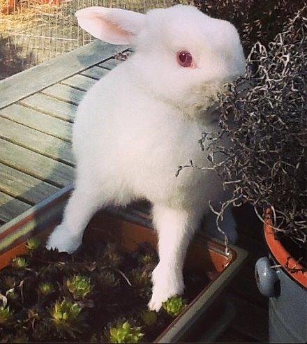 Kanin Snowie billede 2