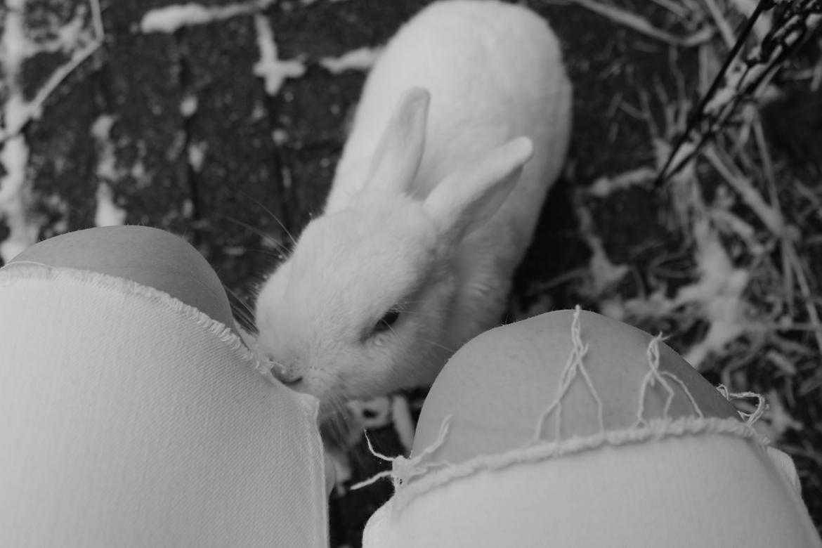 Kanin Snowie billede 3