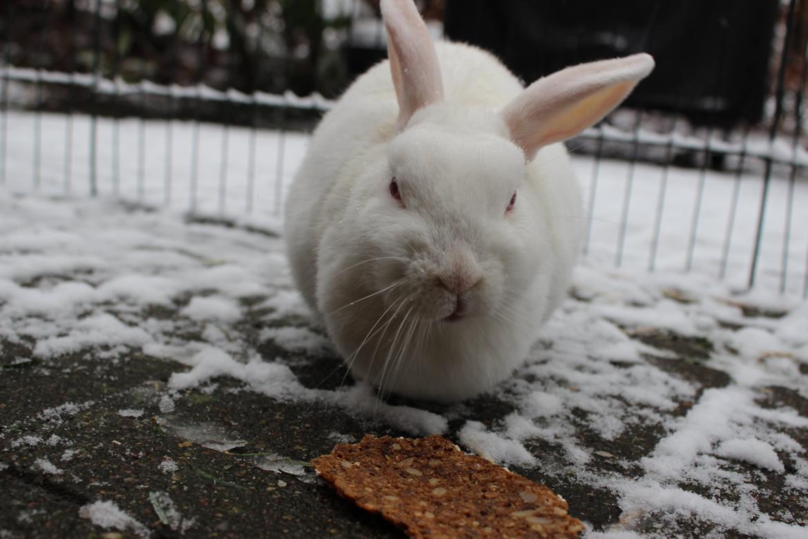 Kanin Snowie billede 4