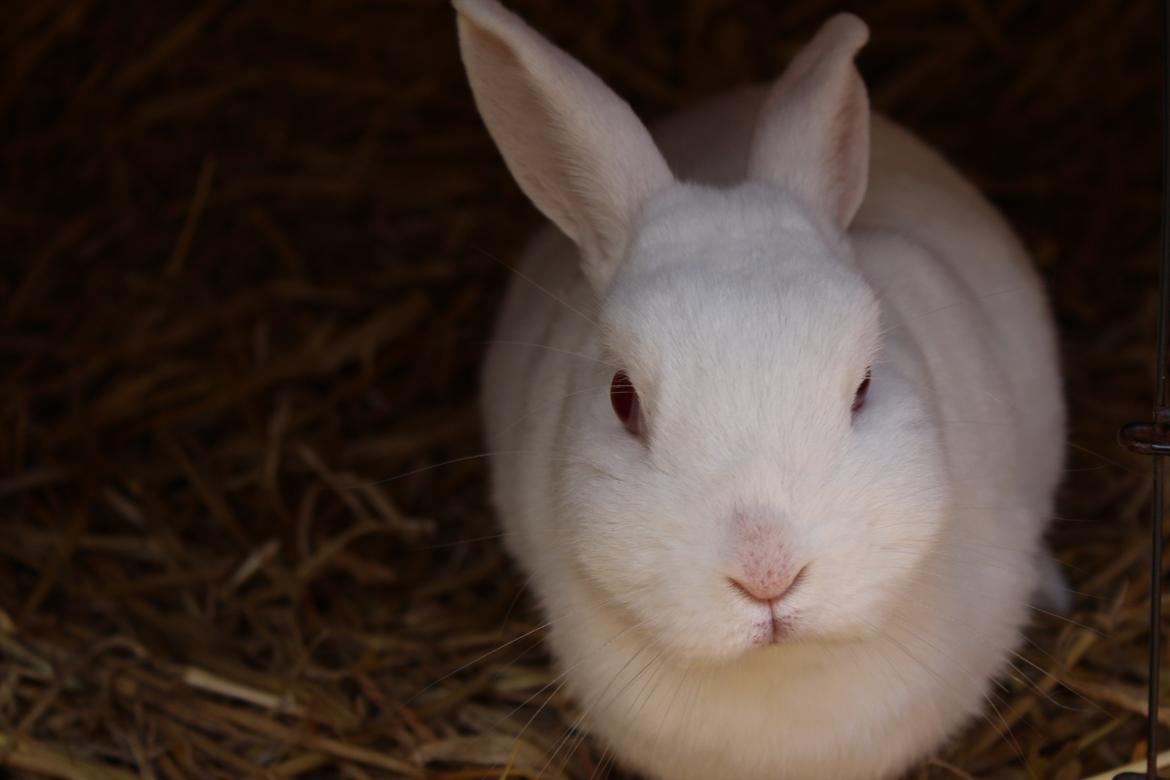 Kanin Snowie billede 5