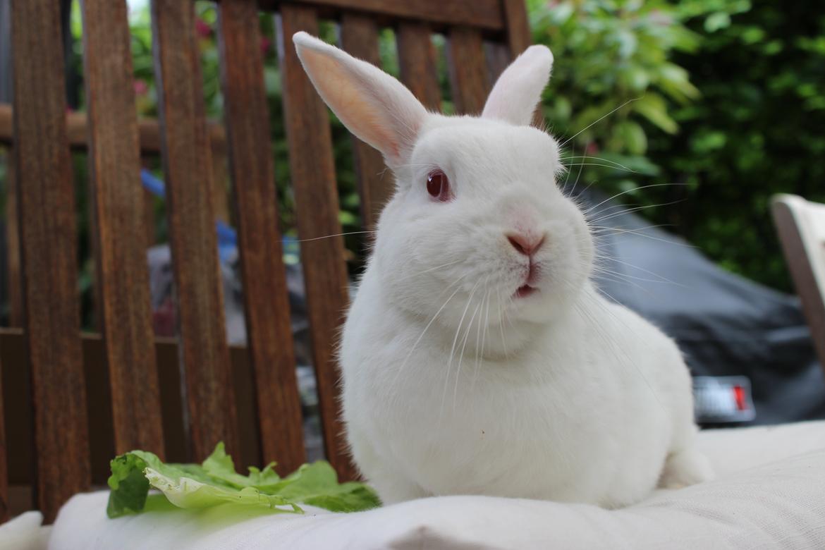 Kanin Snowie billede 6