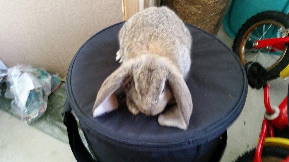 Kanin Stampe billede 2