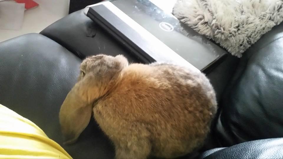 Kanin Stampe billede 3