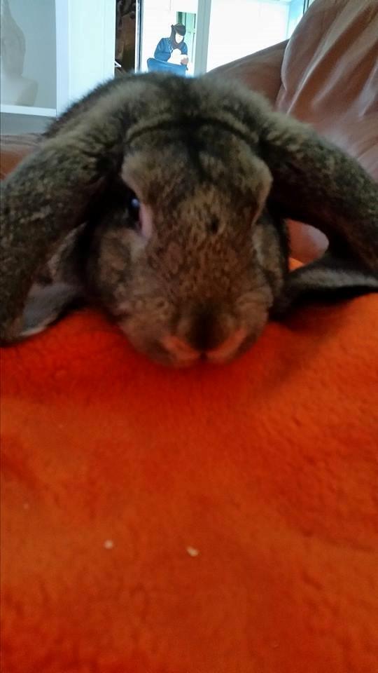 Kanin Stampe billede 5