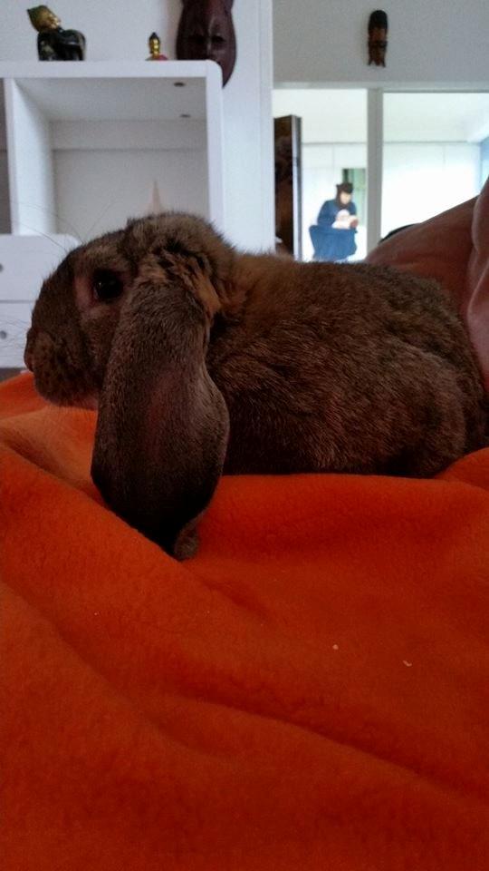 Kanin Stampe billede 6