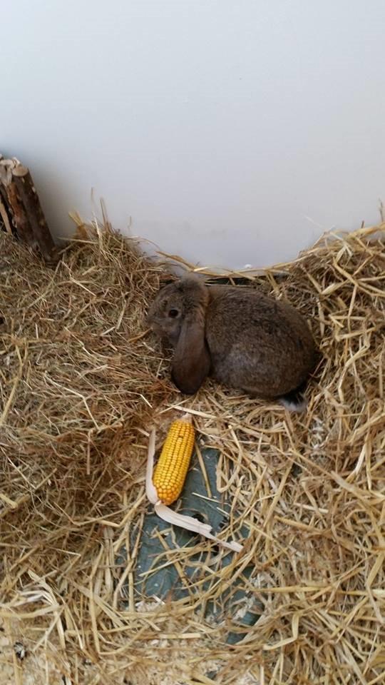 Kanin Stampe billede 7