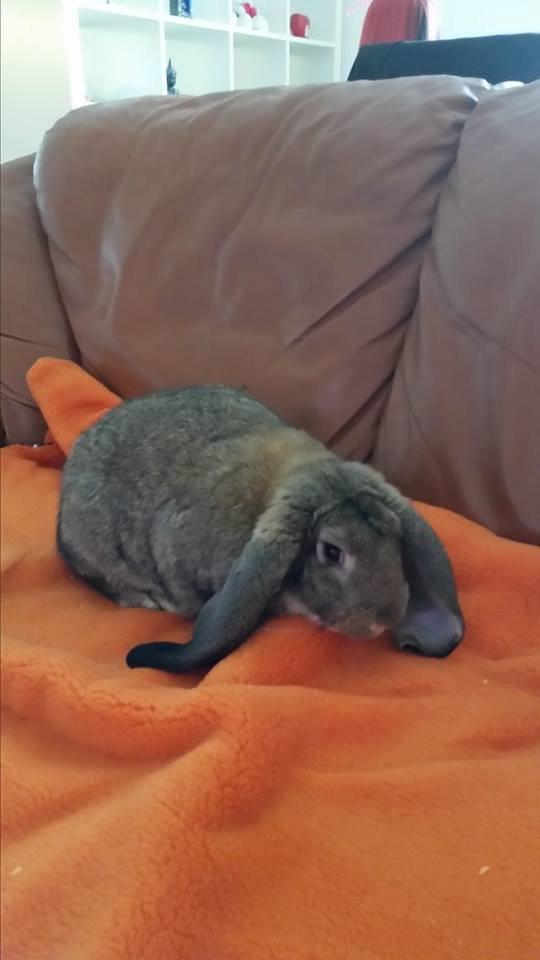 Kanin Stampe billede 8