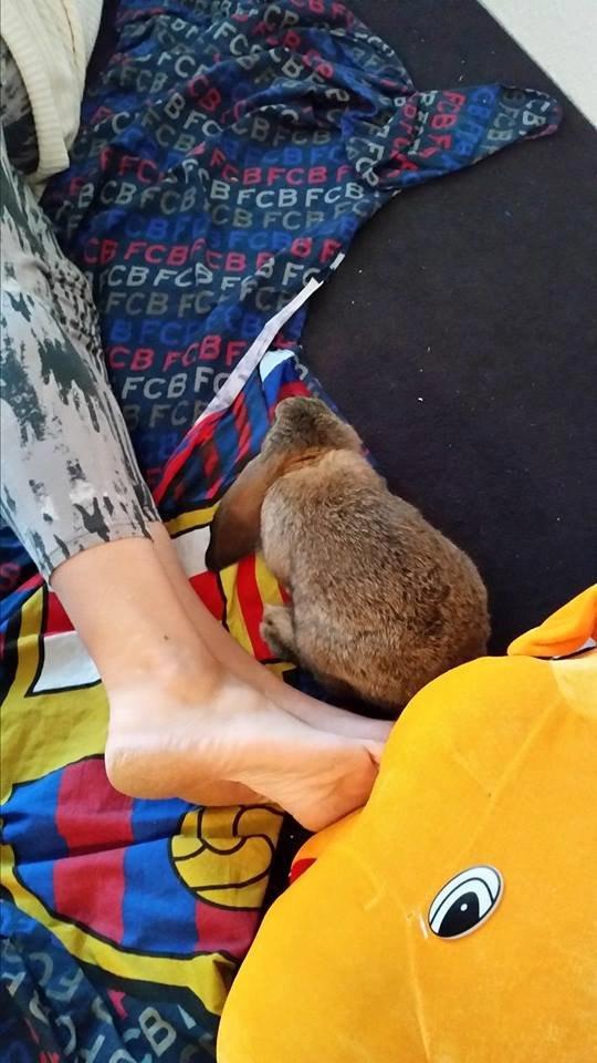 Kanin Stampe billede 9