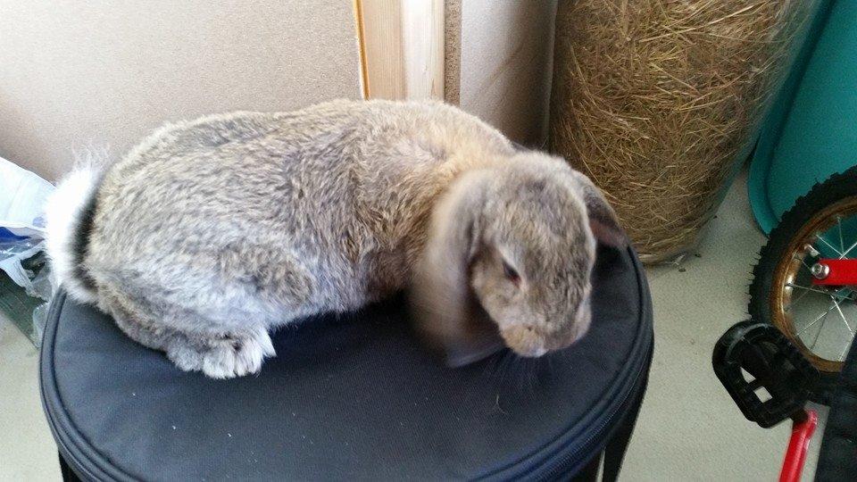 Kanin Stampe billede 10