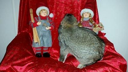 Kanin Stampe billede 4