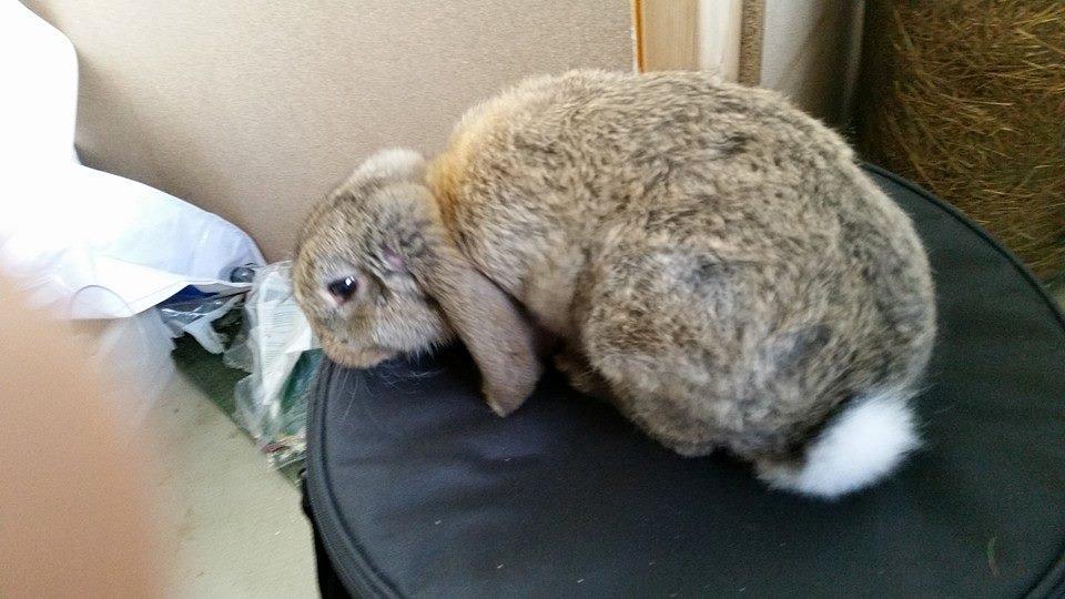 Kanin Stampe billede 11