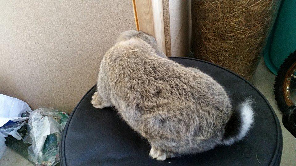 Kanin Stampe billede 13