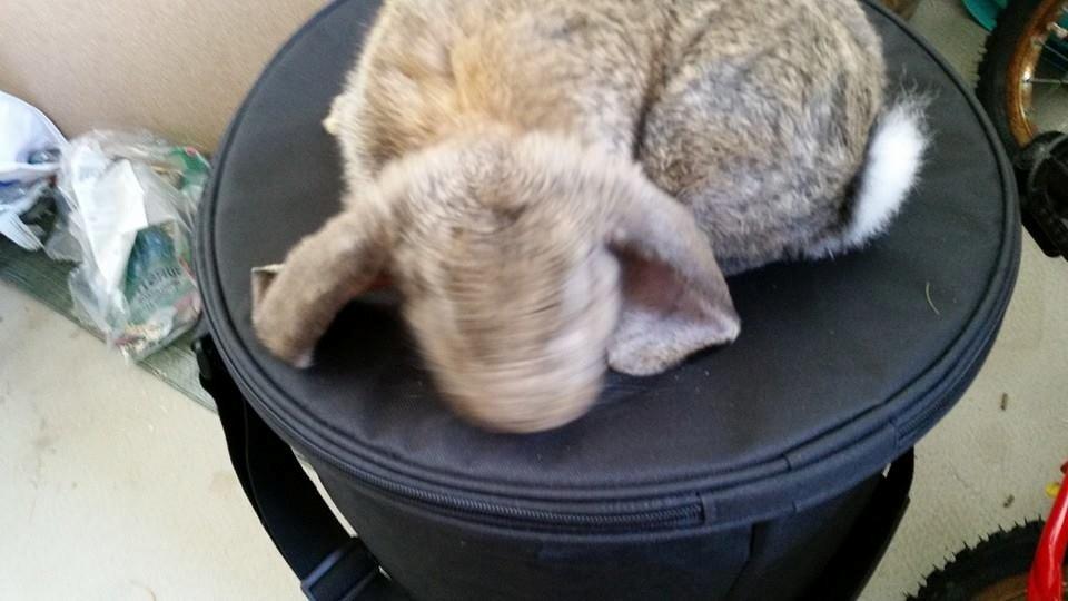 Kanin Stampe billede 14