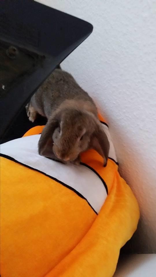 Kanin Stampe billede 15