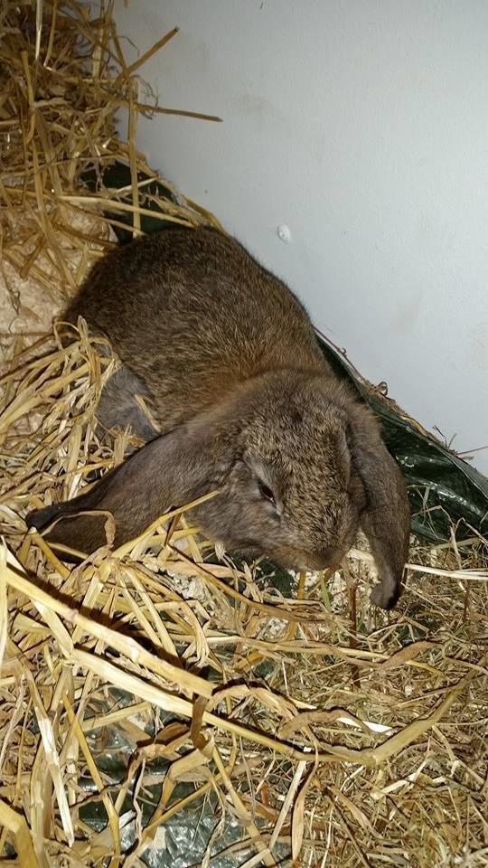 Kanin Stampe billede 16