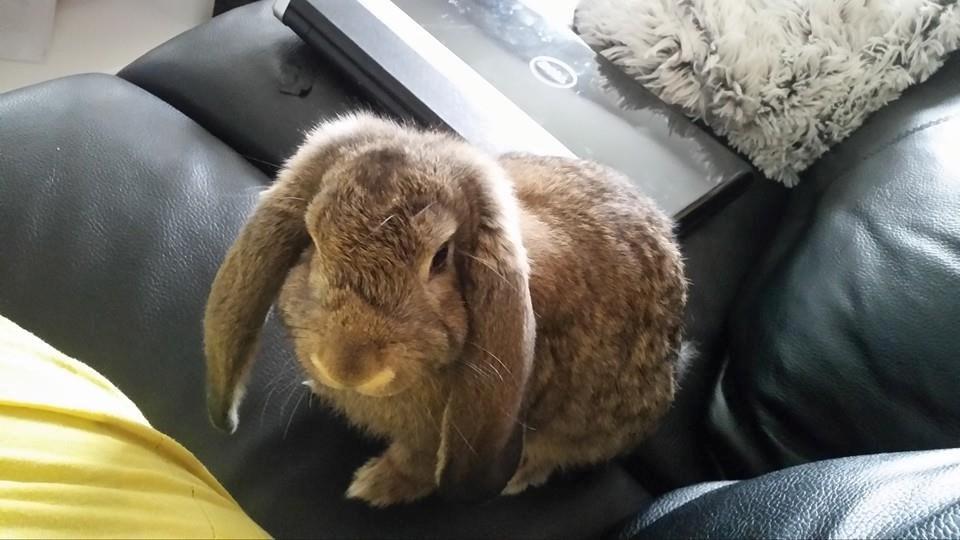 Kanin Stampe billede 12