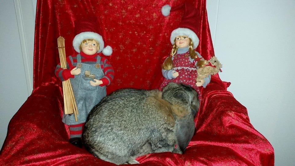 Kanin Stampe billede 18